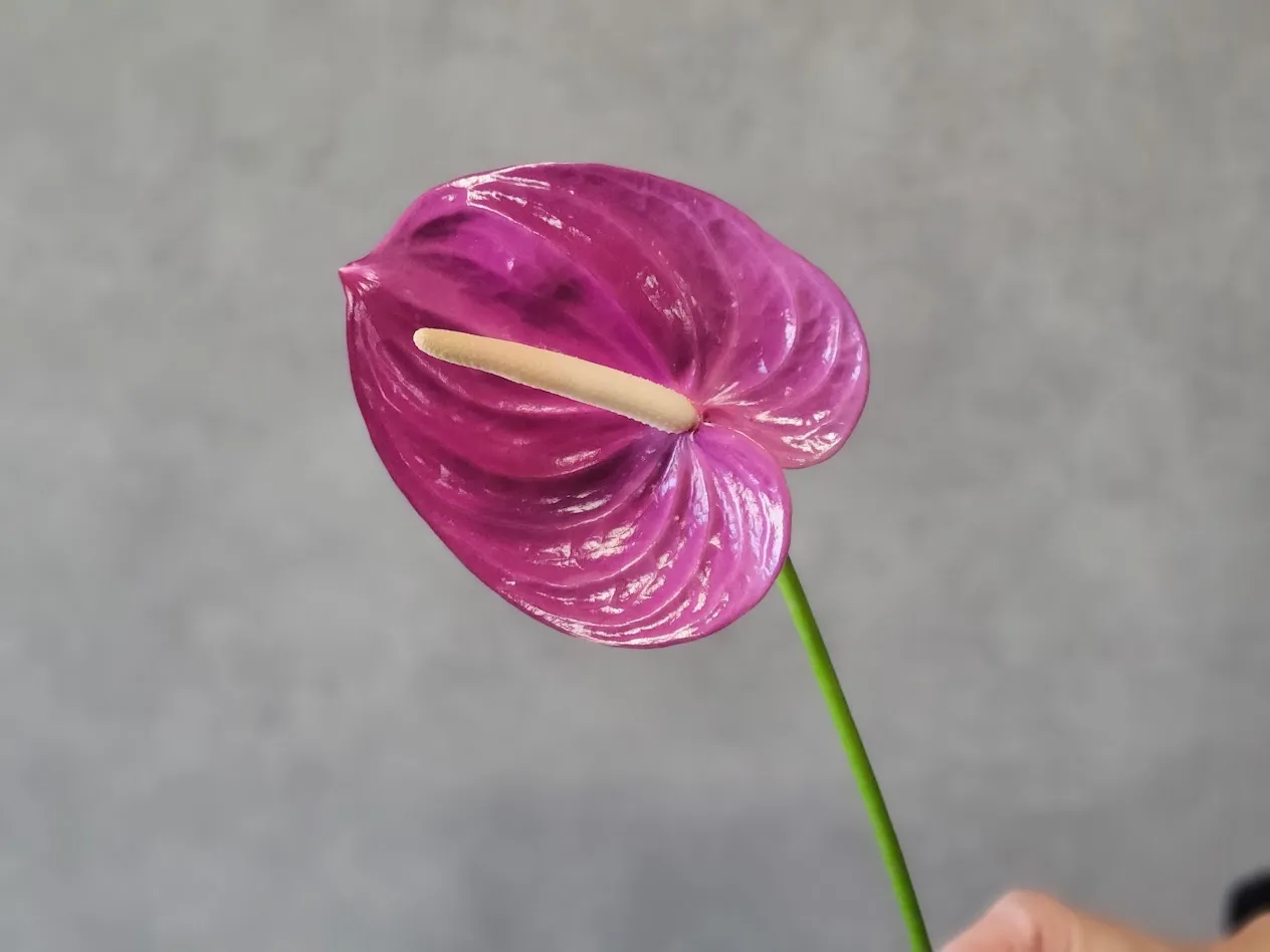 anthurium